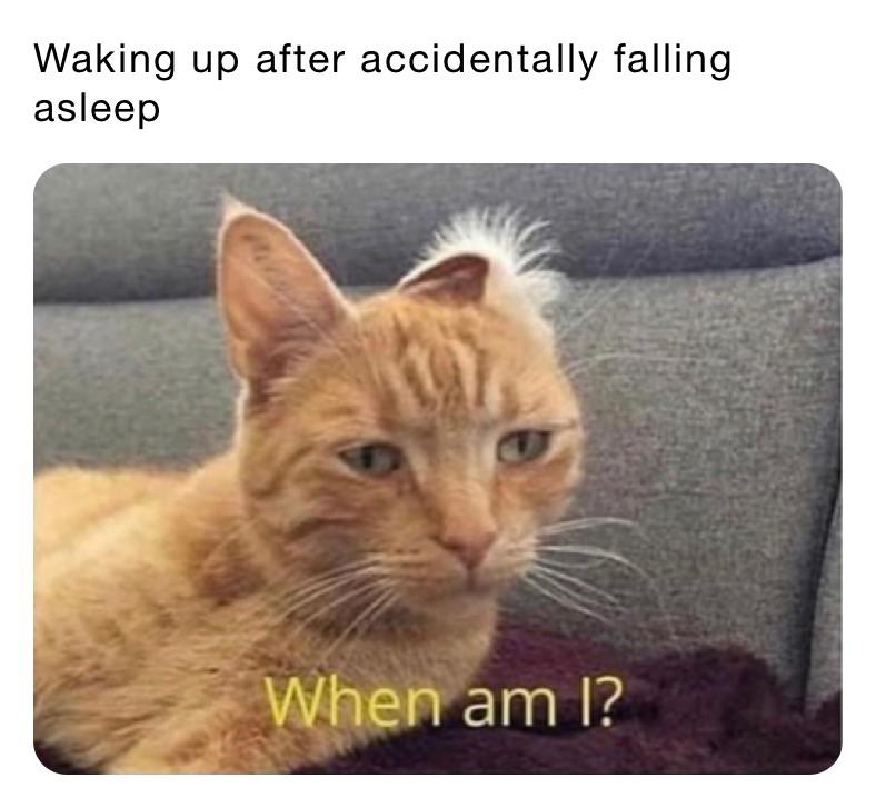 sleepy cat meme - Waking up after accidentally falling asleep When am I?