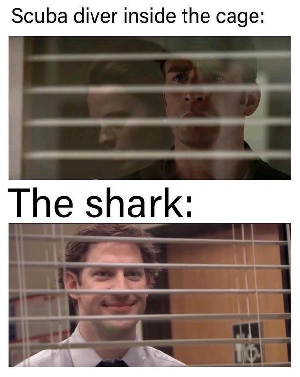 hello mr fbi agent how are you - Scuba diver inside the cage The shark