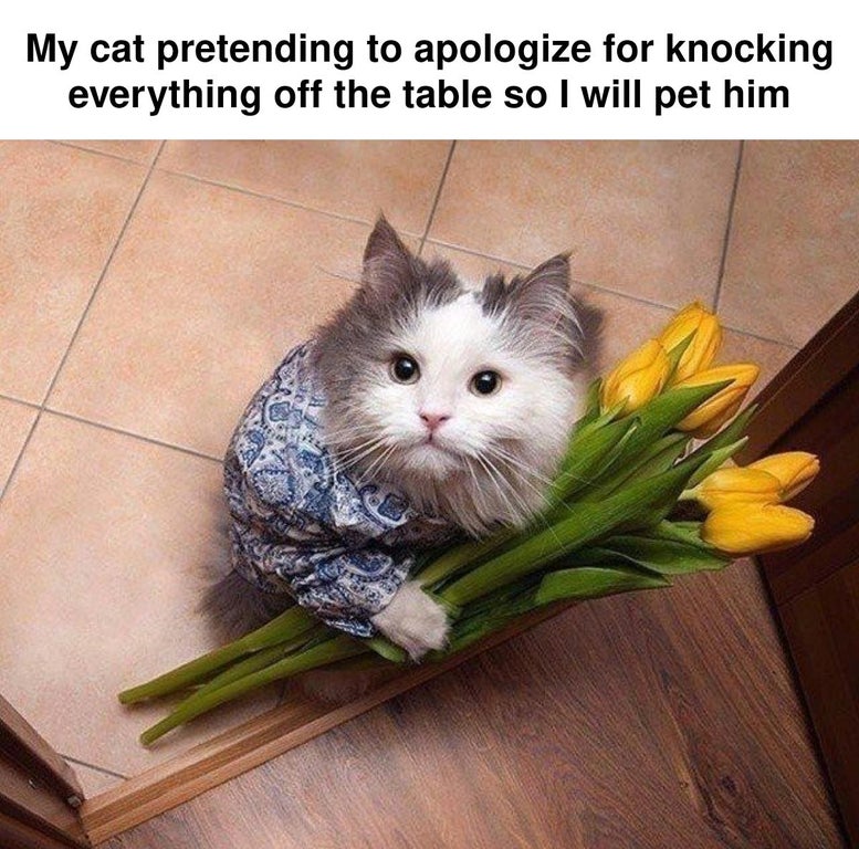 will you be my hooman - My cat pretending to apologize for knocking everything off the table so I will pet him