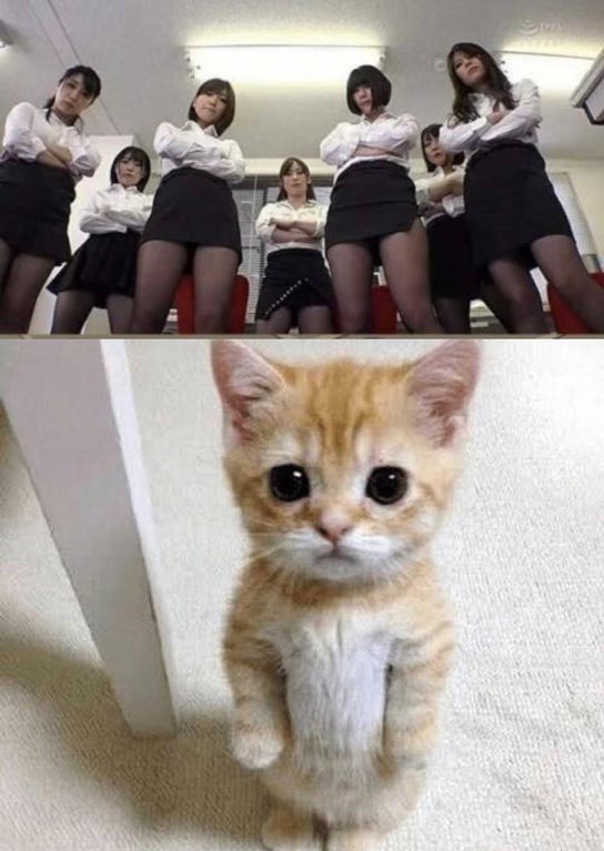 kitty cat memes