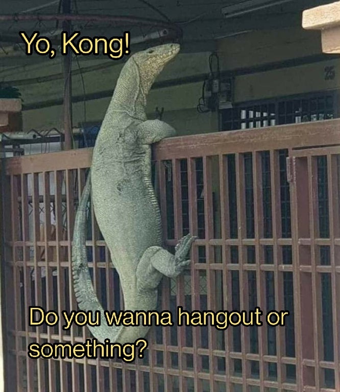 Yo, Kong! Do you wanna hangout or something?