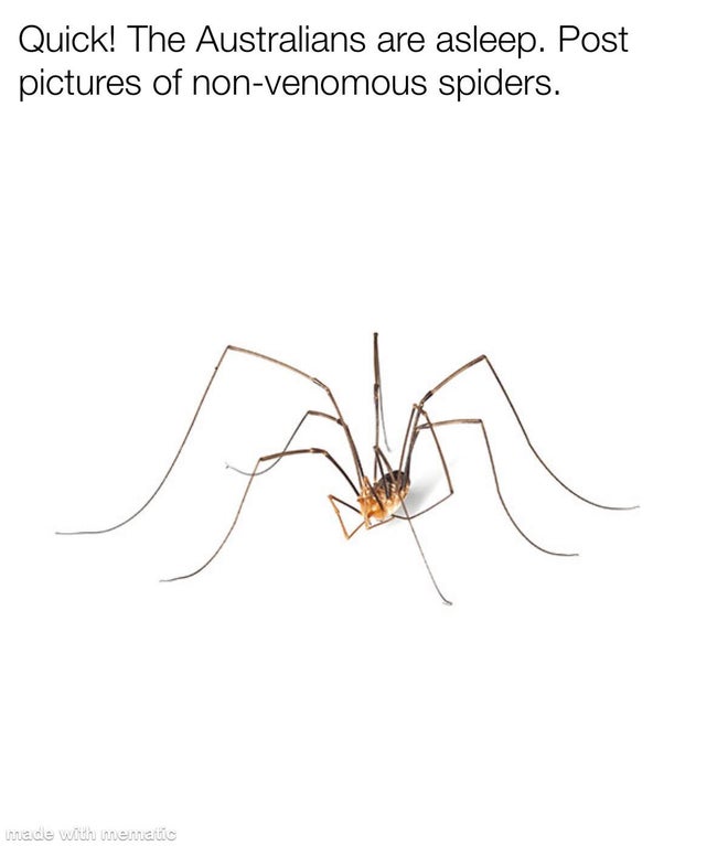 pest - Quick! The Australians are asleep. Post pictures of nonvenomous spiders. made with mematic