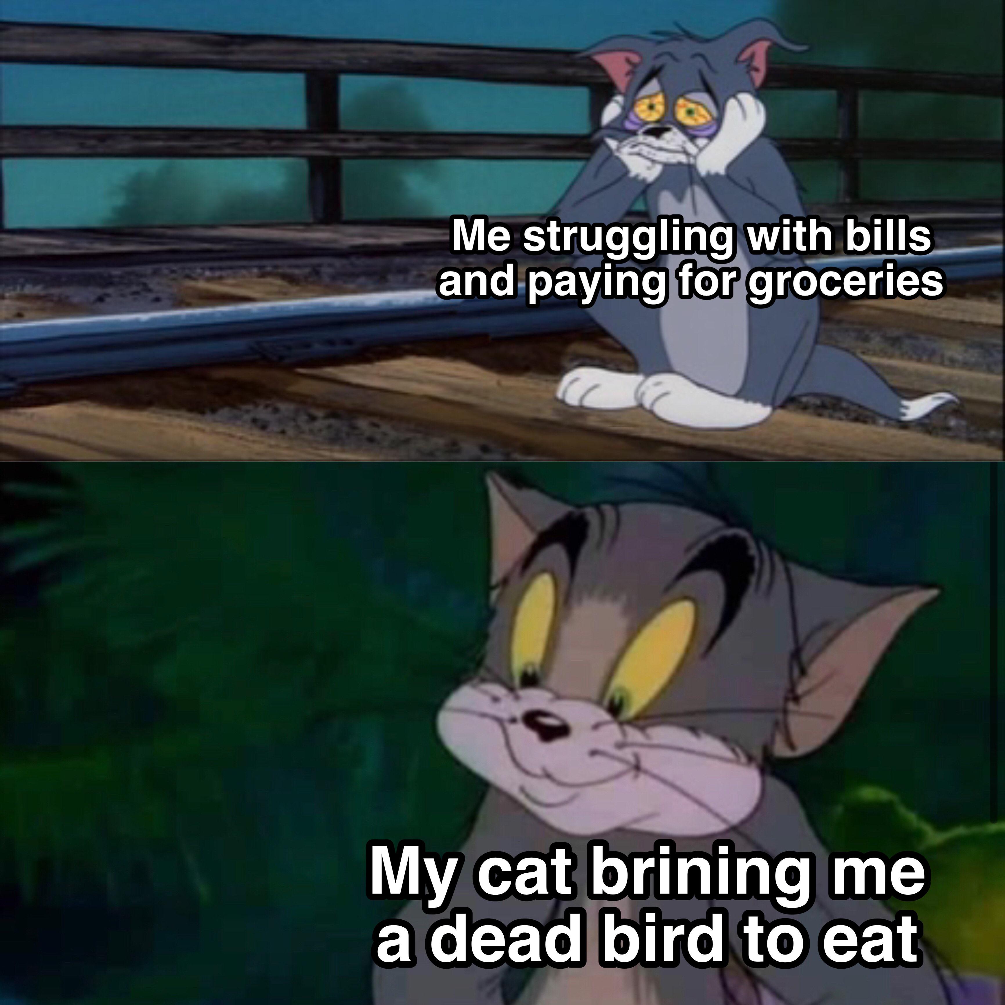 cartoon - Me struggling with bills and paying for groceries My cat brining me a dead bird to eat