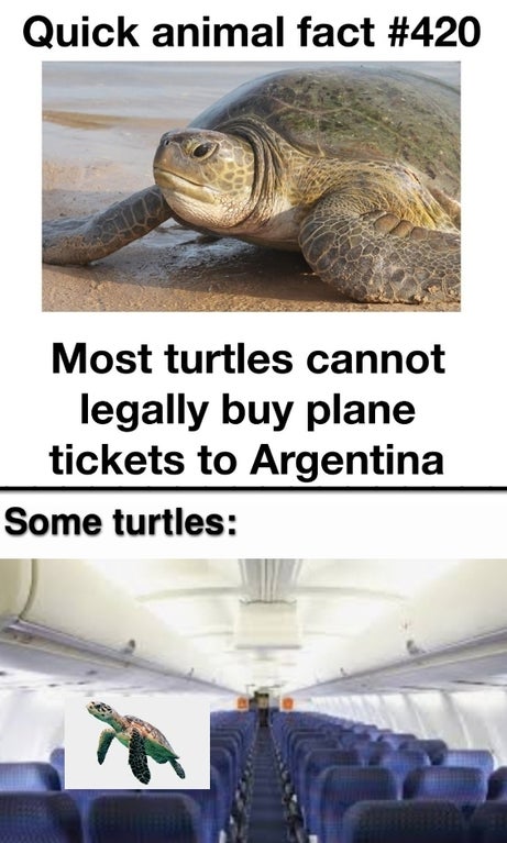 tortoise - Quick animal fact Most turtles cannot legally buy plane tickets to Argentina Some turtles