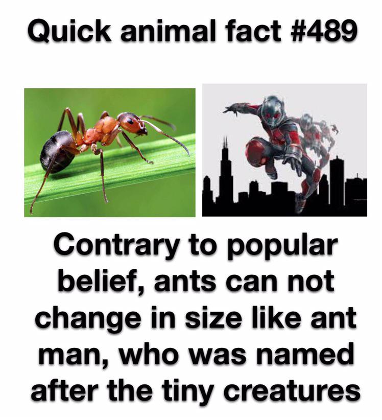 cision - Quick animal fact Contrary to popular belief, ants can not change in size ant man, who was named after the tiny creatures