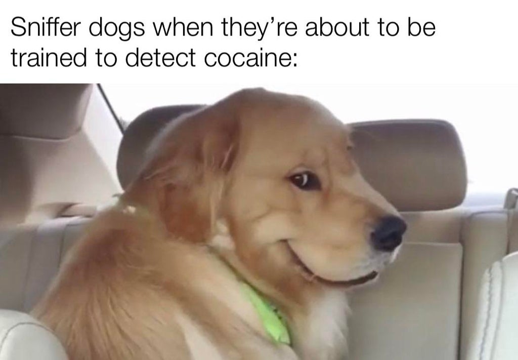 smiling dog meme - Sniffer dogs when they're about to be trained to detect cocaine
