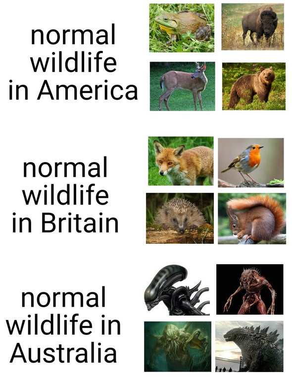 fauna - normal wildlife in America normal wildlife in Britain normal wildlife in Australia