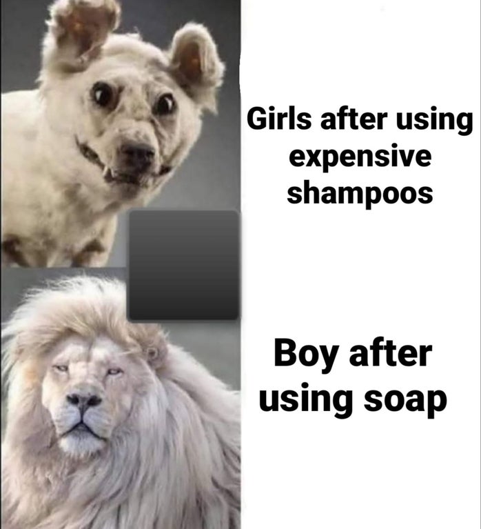 lion - Girls after using expensive shampoos Boy after using soap