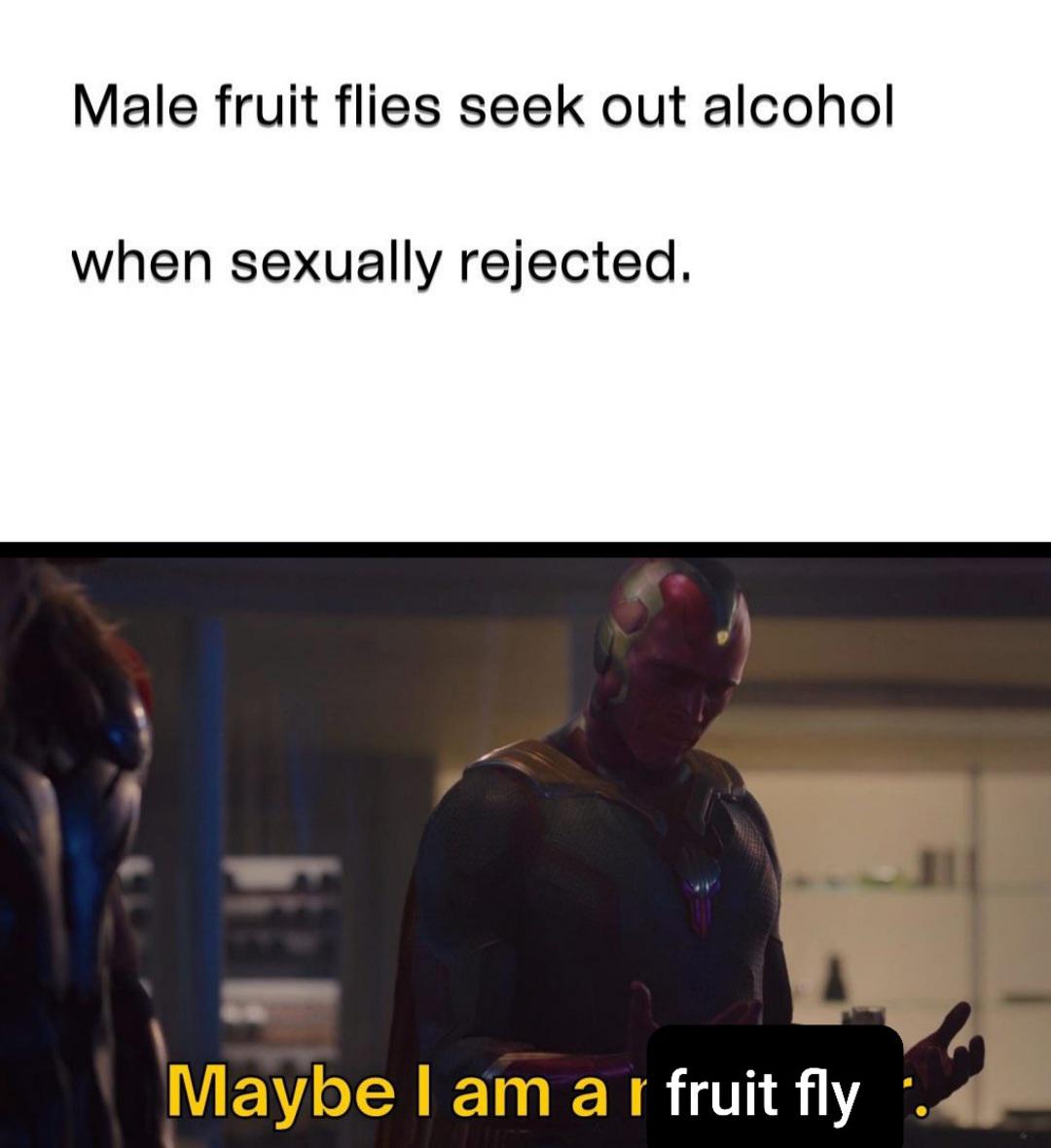 vision maybe i am meme - Male fruit flies seek out alcohol when sexually rejected. Maybe I am a r fruit fly