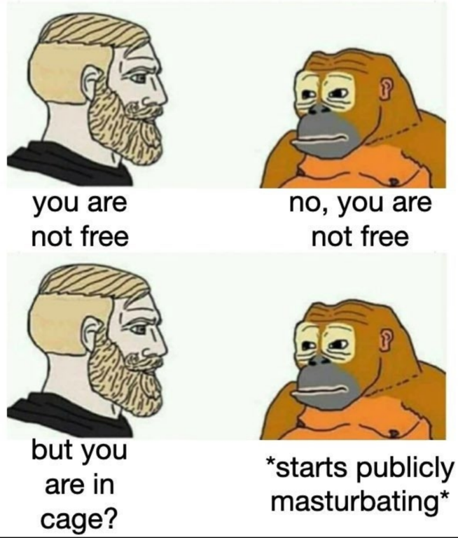 monke memes - you are not free no, you are not free but you are in cage? starts publicly masturbating