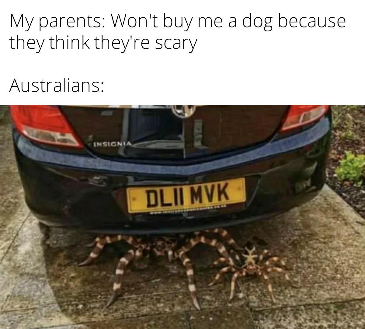 funny memes - family car - My parents Won't buy me a me a dog because they think they're scary Australians Insignia Dlii Mvk