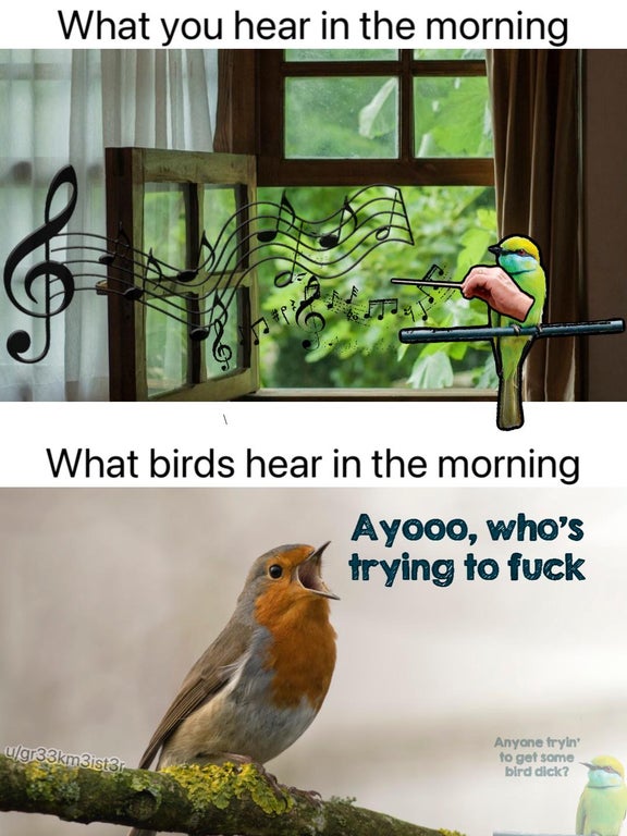 funny memes - fauna - What you hear in the morning What birds hear in the morning Ayooo, who's trying to fuck ugr33km3ist3r Anyone fryin to get some bird dick?