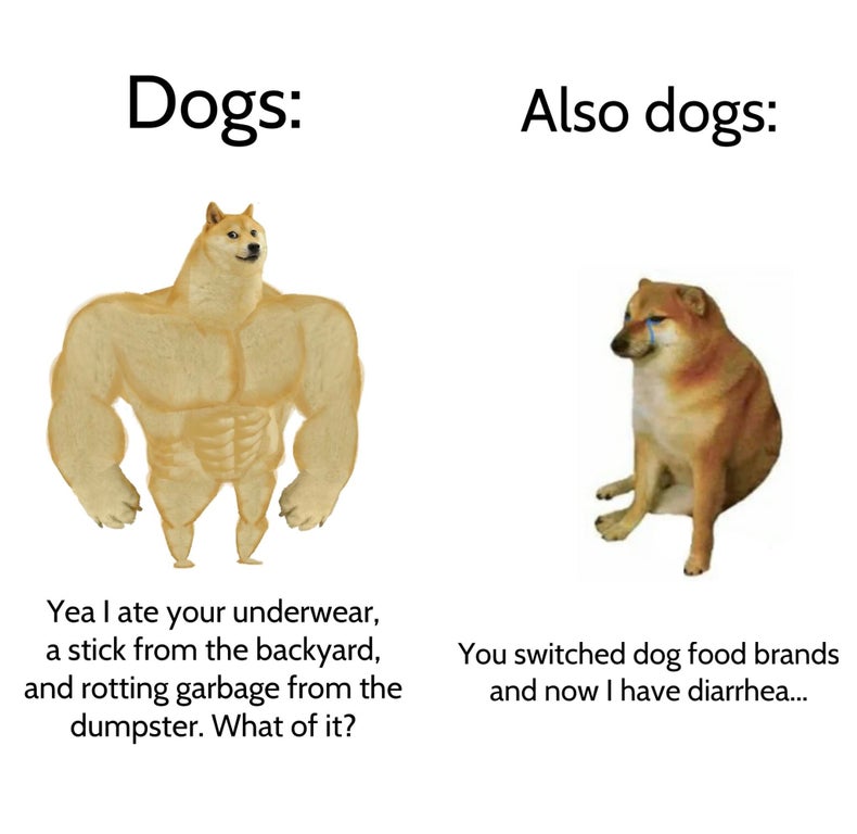 hedge fund gamestop meme - Dogs Also dogs Yeal ate your underwear, a stick from the backyard, and rotting garbage from the dumpster. What of it? You switched dog food brands and now I have diarrhea...