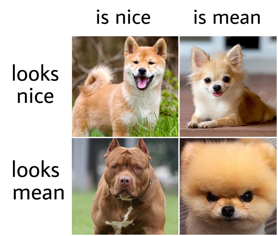 dog - is nice is mean looks nice looks mean