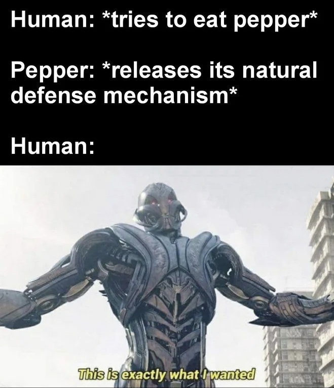 exactly what i wanted meme - Human tries to eat pepper Pepper releases its natural defense mechanism Human This is exactly what I wanted