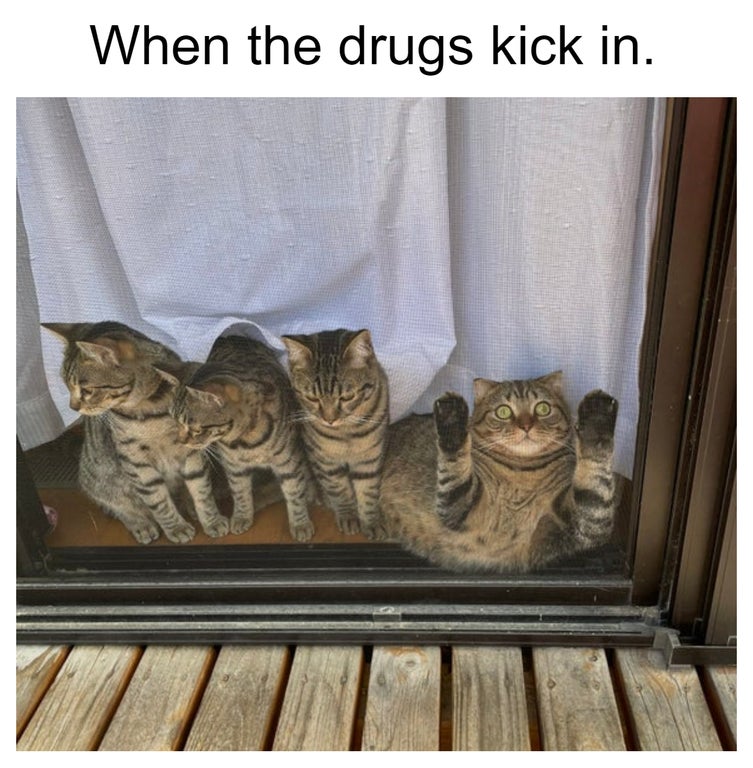dank memes and pics - When the drugs kick in.