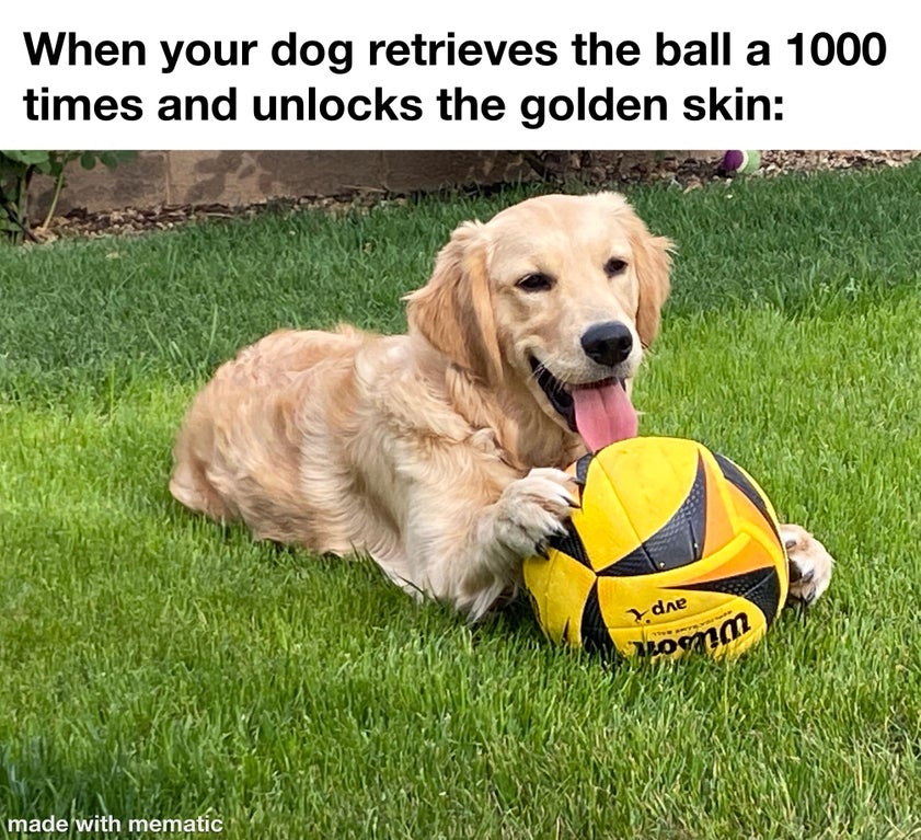golden retriever - When your dog retrieves the ball a 1000 times and unlocks the golden skin die Lomm made with mematic