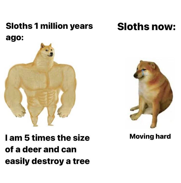 fat doge meme - Sloths now Sloths 1 million years ago Moving hard I am 5 times the size of a deer and can easily destroy a tree