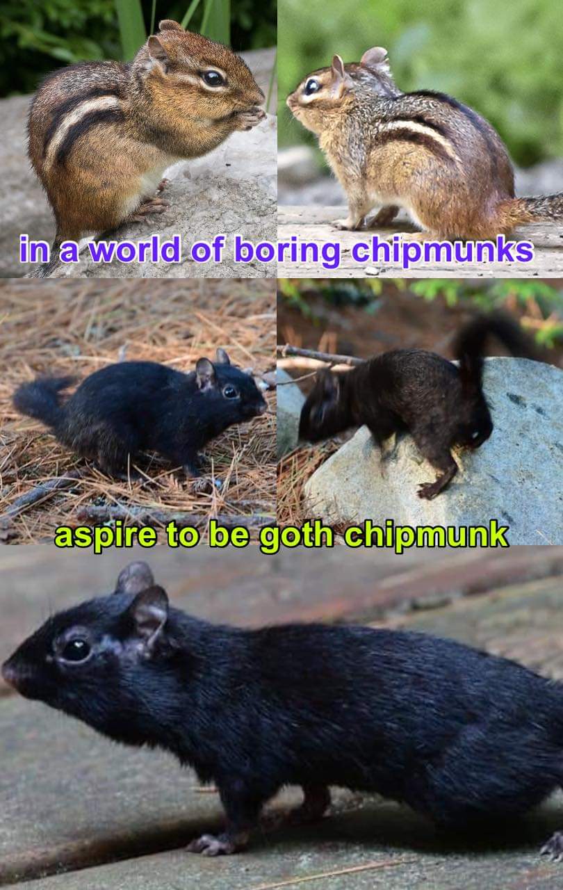 fauna - in a world of boringchipmunks aspire to be goth chipmunk