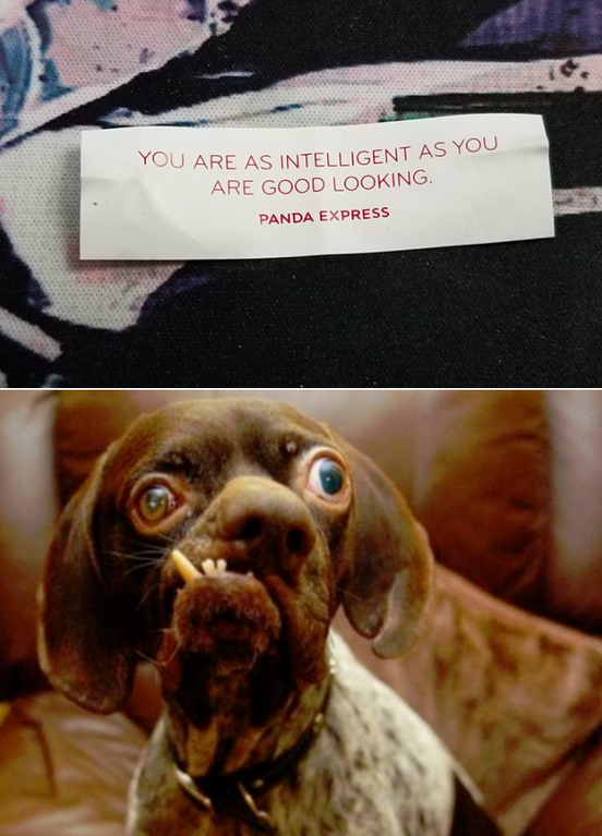 ugly puppy - You Are As Intelligent As You Are Good Looking Panda Express
