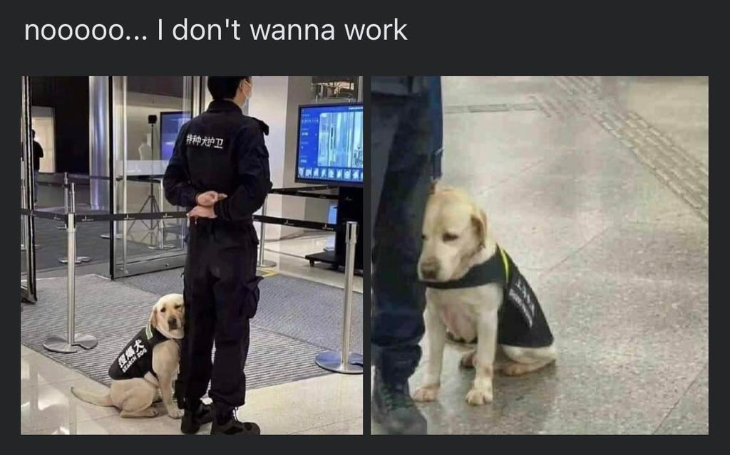 dog - nooooo... I don't wanna work Re fod