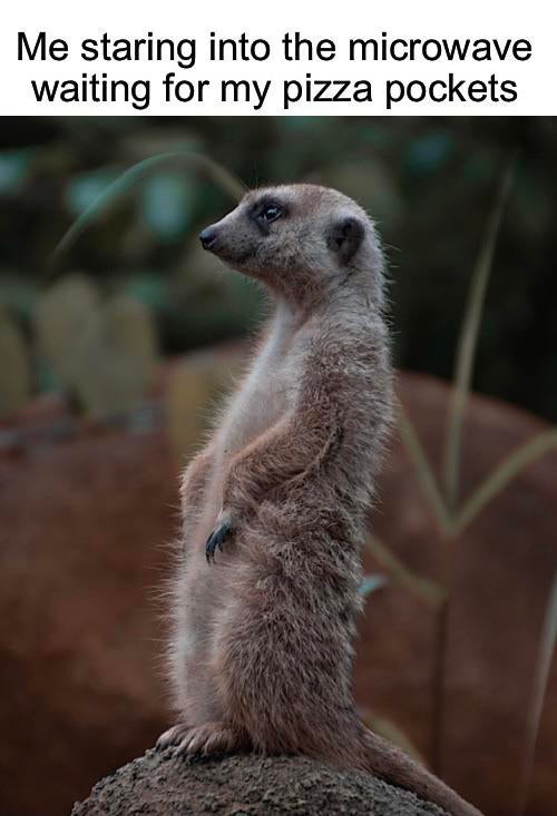meerkat - Me staring into the microwave waiting for my pizza pockets