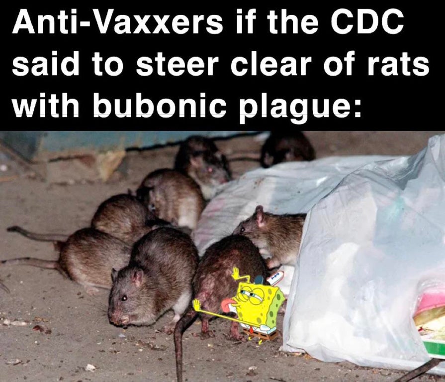 jamaican rats - AntiVaxxers if the Cdc said to steer clear of rats with bubonic plague