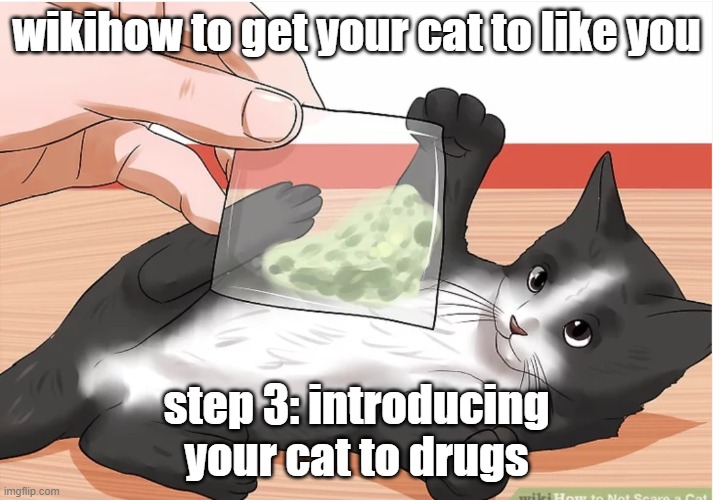 cat - wikihow to get your cat to you step 3 introducing your cat to drugs imgflip.com Net