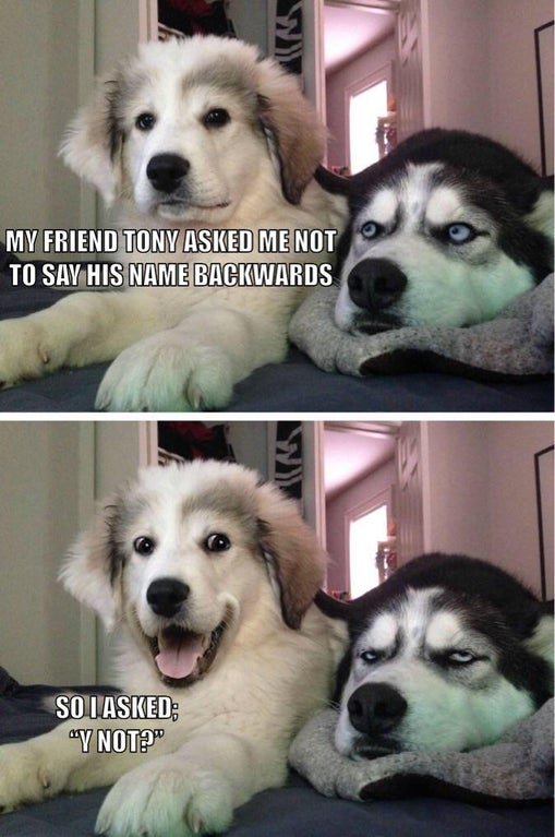 husky bad joke meme - My Friend Tony Asked Me Not To Say His Name Backwards So I Asked; "Y Not?"