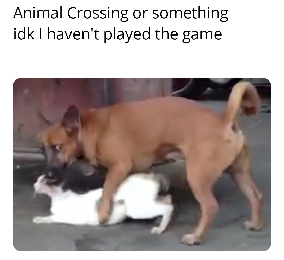 dank memes - dog - Animal Crossing or something idk I haven't played the game