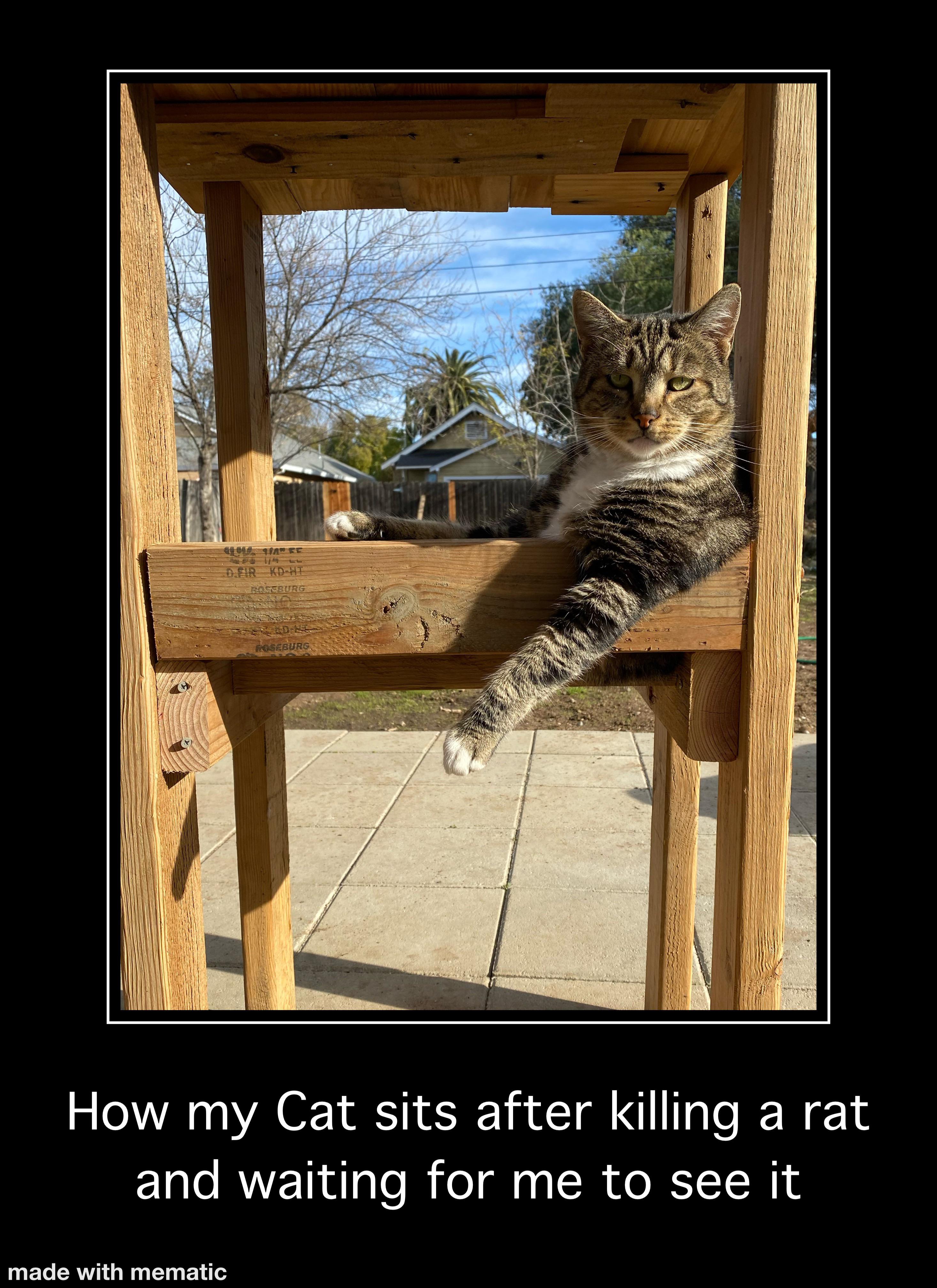cat - How my Cat sits after killing a rat and waiting for me to see it made with mematic
