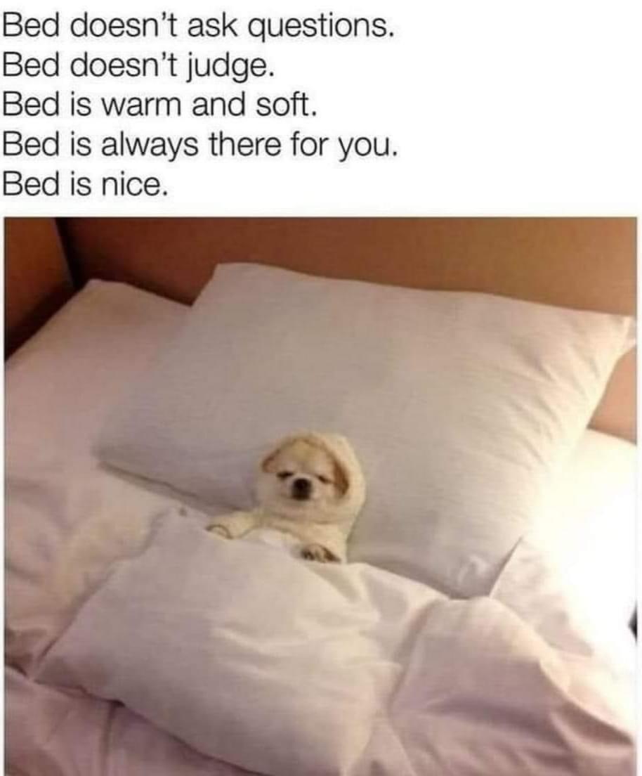 dog in bed meme - Bed doesn't ask questions. Bed doesn't judge. Bed is warm and soft. Bed is always there for you. Bed is nice.