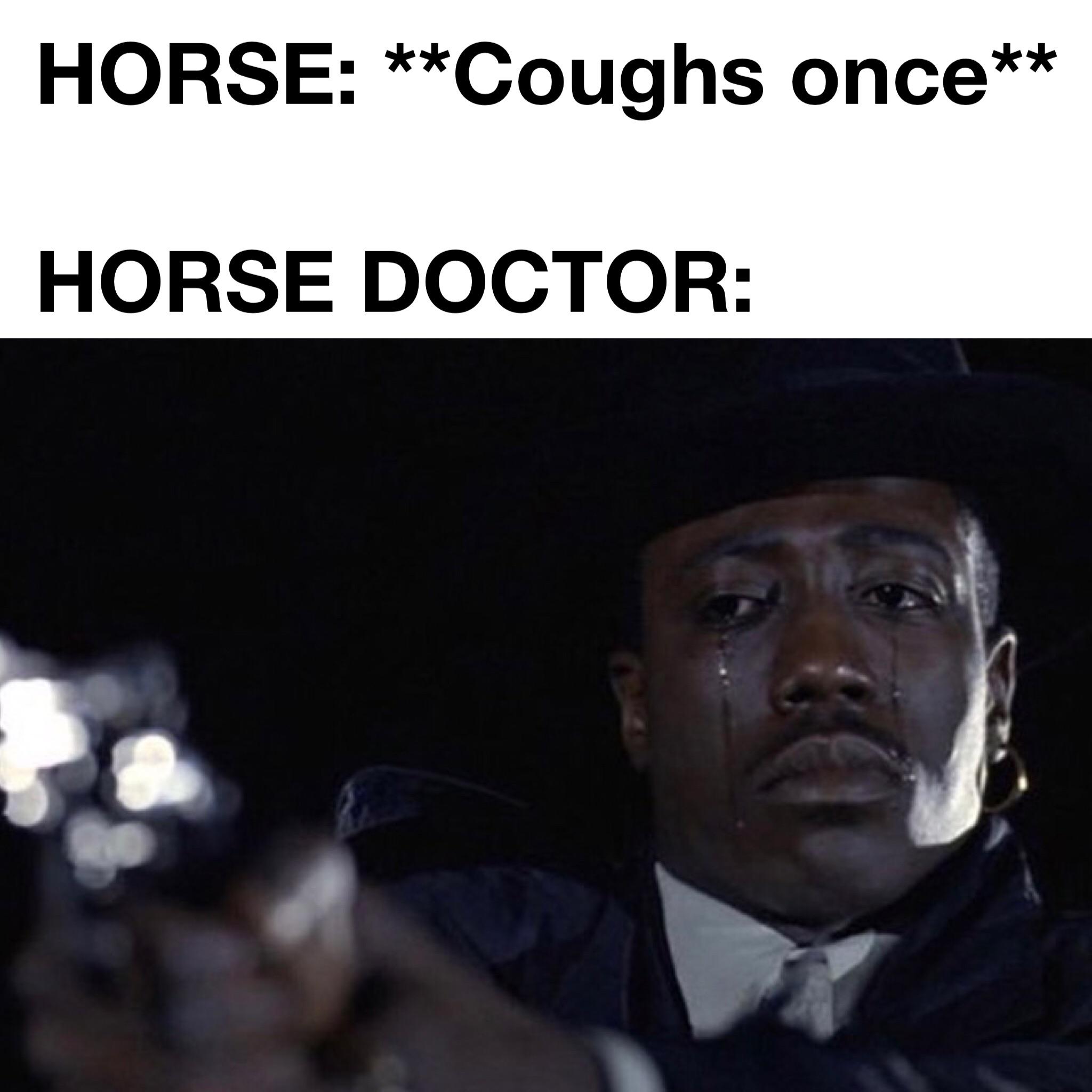 photo caption - Horse Coughs once Horse Doctor