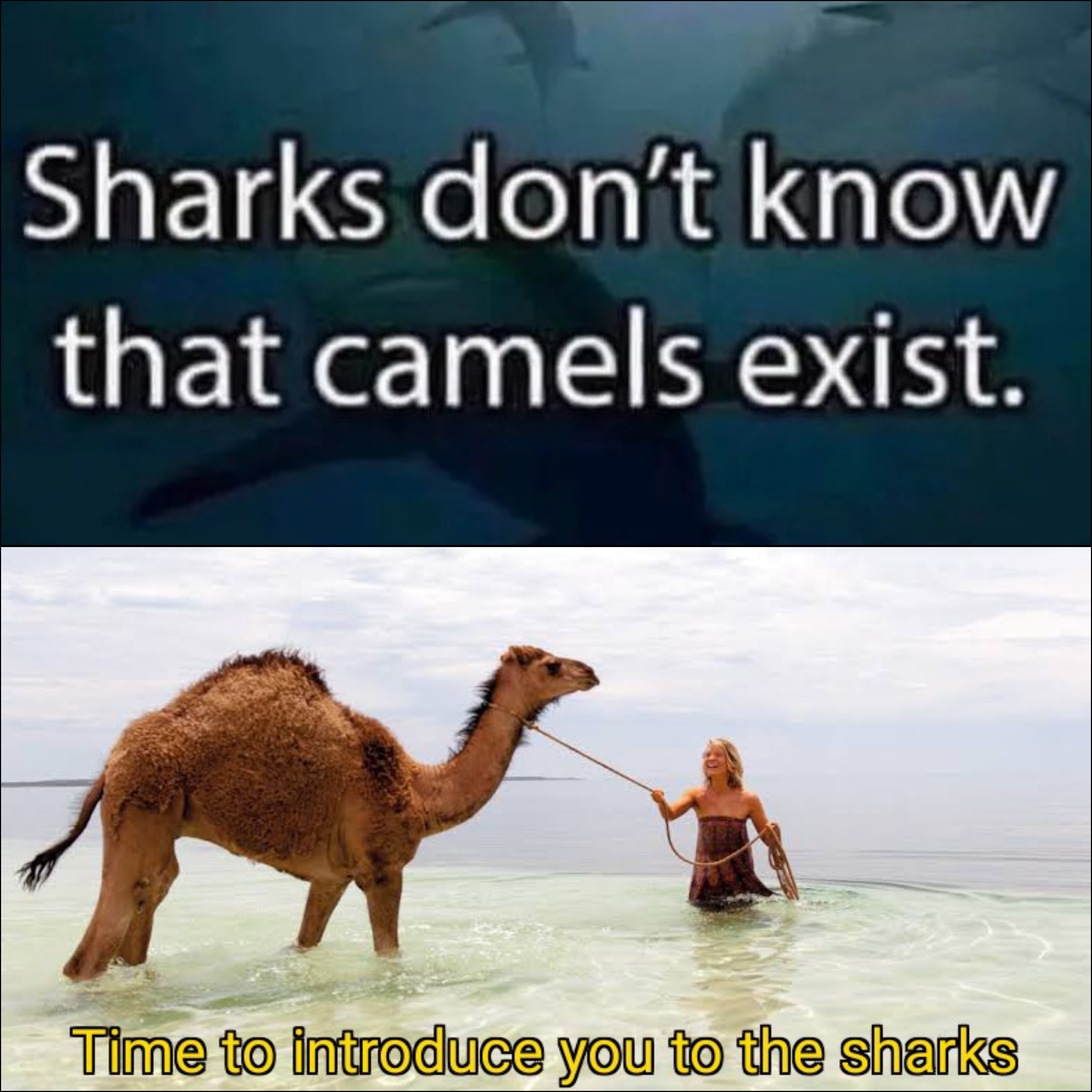 fauna - Sharks don't know that camels exist. Time to introduce you to the sharks