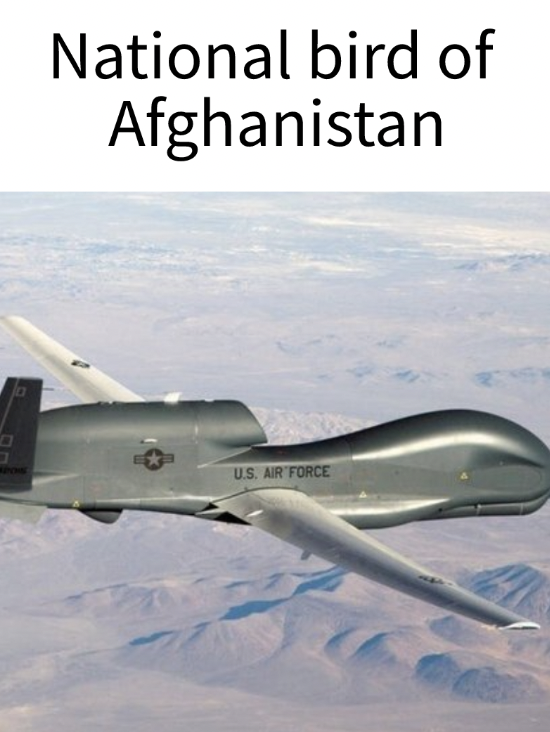 america drone - National bird of Afghanistan Us Air Force