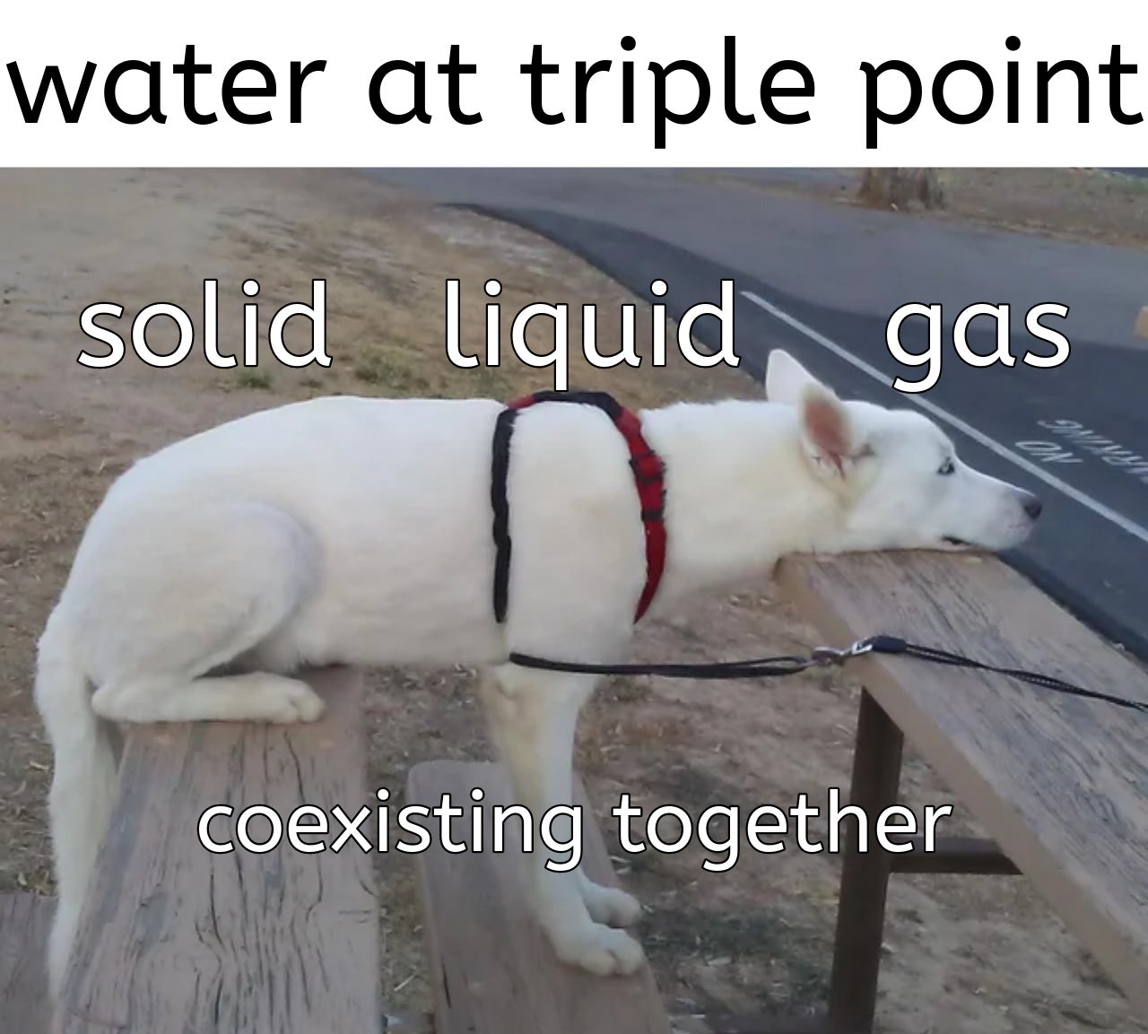 dank memes - dog sitting laying - water at triple point solid liquid gas coexisting together