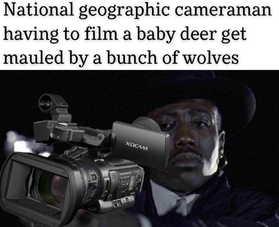 throwing away socks meme - National geographic cameraman having to film a baby deer get mauled by a bunch of wolves Sony Xdcam