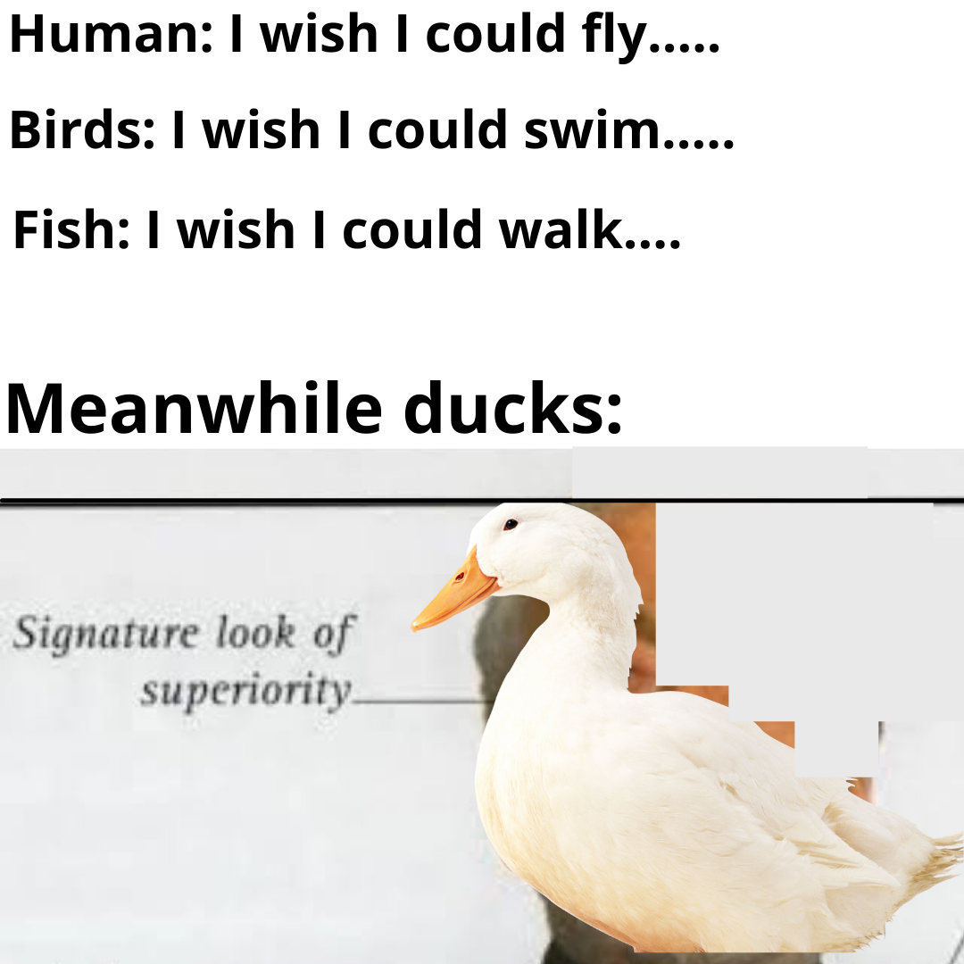 water bird - Human I wish I could fly..... Birds I wish I could swim..... Fish I wish I could walk.... Meanwhile ducks Signature look of superiority
