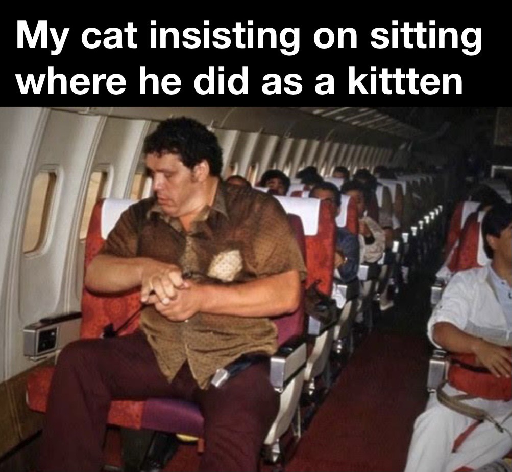 andre the giant on an airplane - My cat insisting on sitting where he did as a kittten Liu