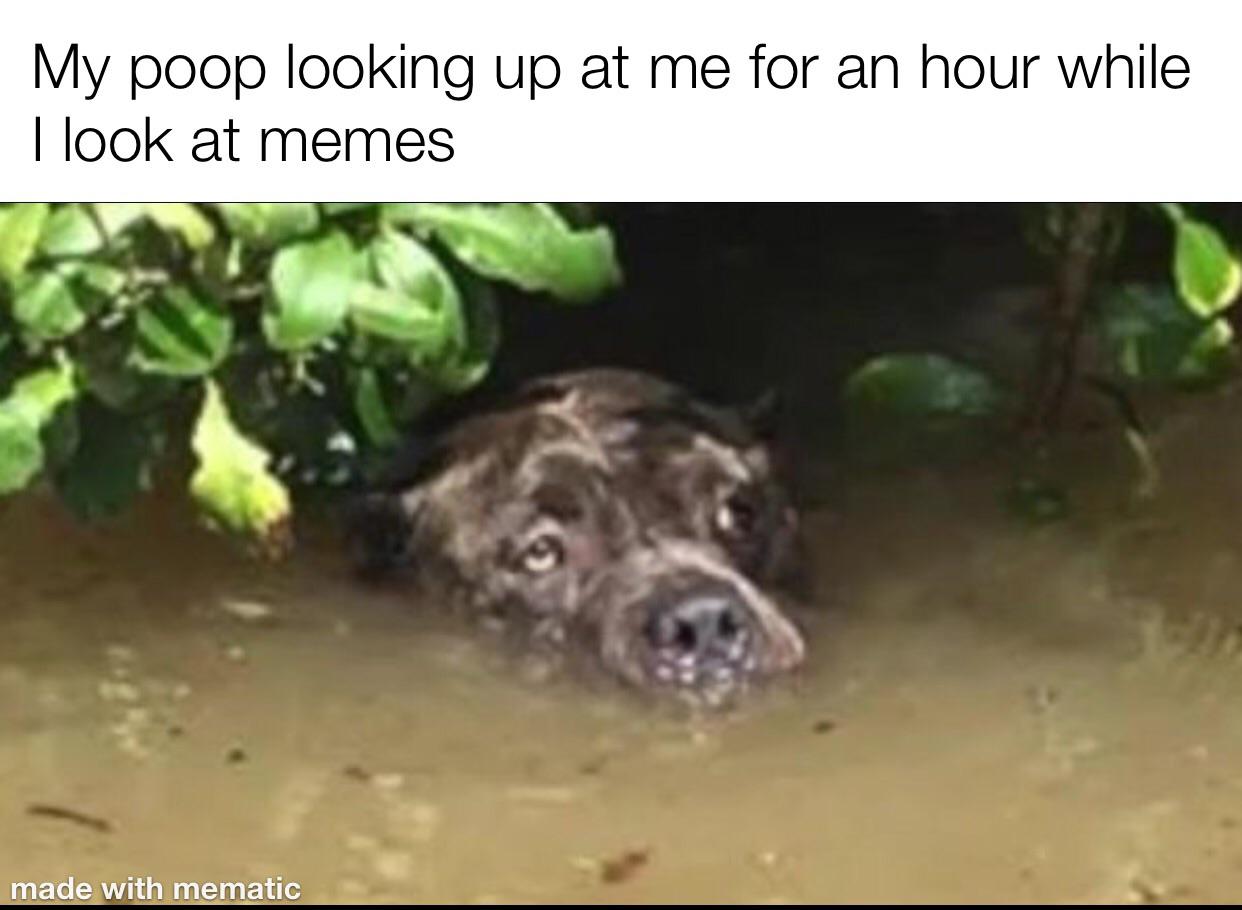 fauna - My poop looking up at me for an hour while I look at memes made with mematic