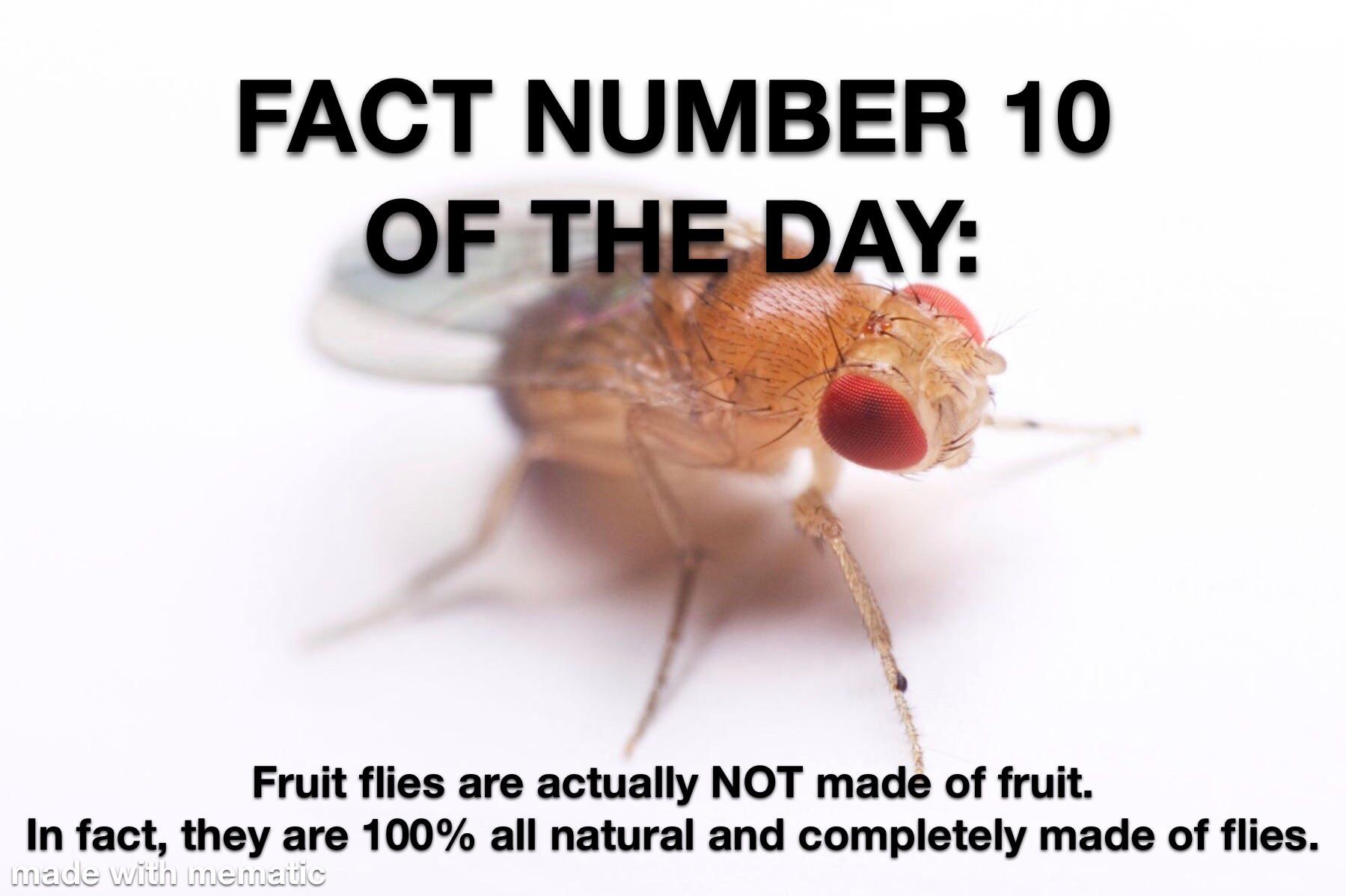 fauna - Fact Number 10 Of The Day Fruit flies are actually Not made of fruit. In fact, they are 100% all natural and completely made of flies. made with mematic
