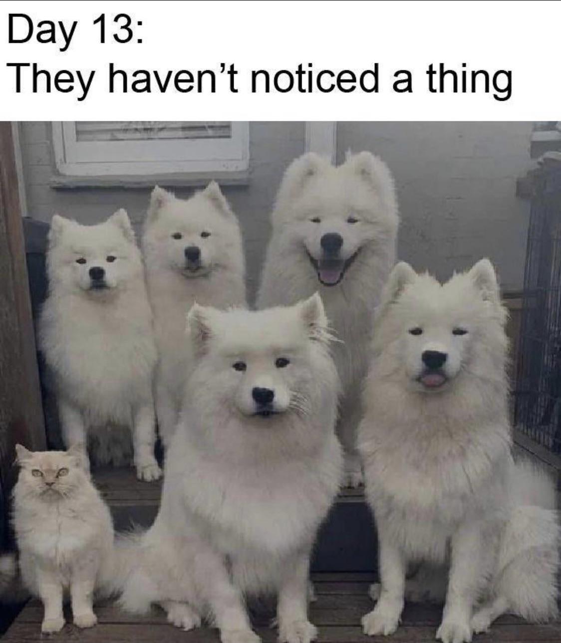 dank memes - funny memes - dog meme for group chat - Day 13 They haven't noticed a thing