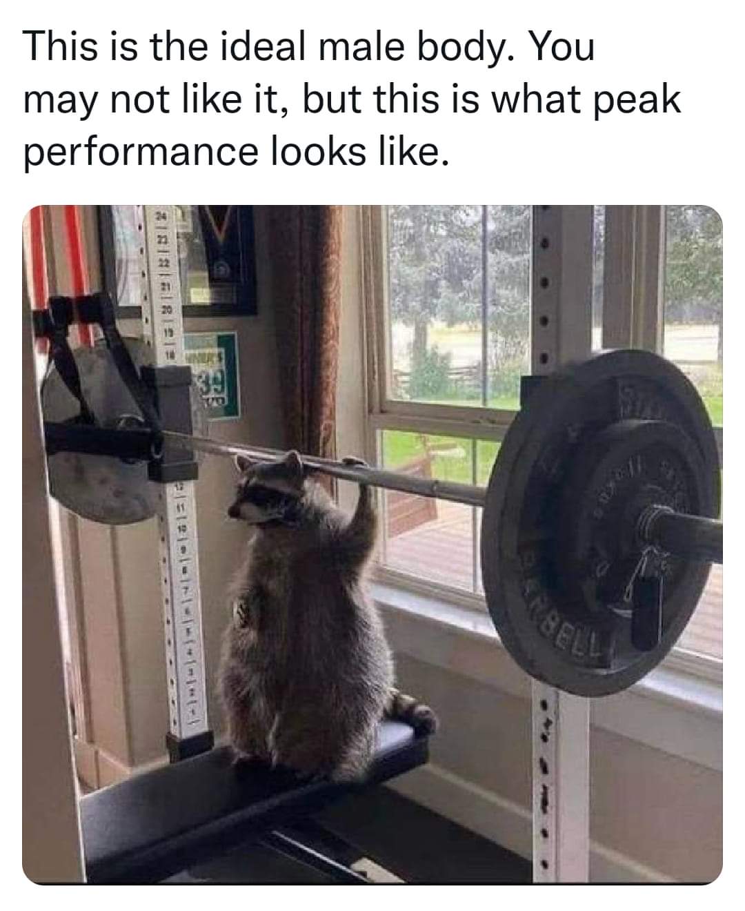 funny raccoon - This is the ideal male body. You may not it, but this is what peak performance looks . 10 Una 89 11 11118121 Bell