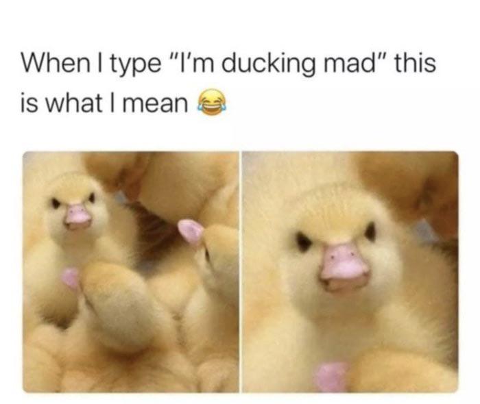 type im ducking mad - When I type 'I'm ducking mad' this is what I mean