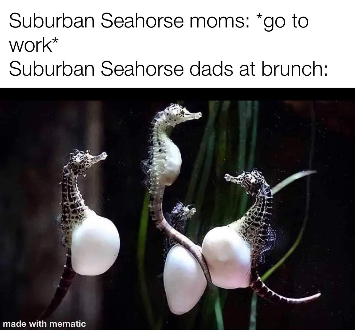 pregnant seahorse - Suburban Seahorse moms go to work Suburban Seahorse dads at brunch made with mematic