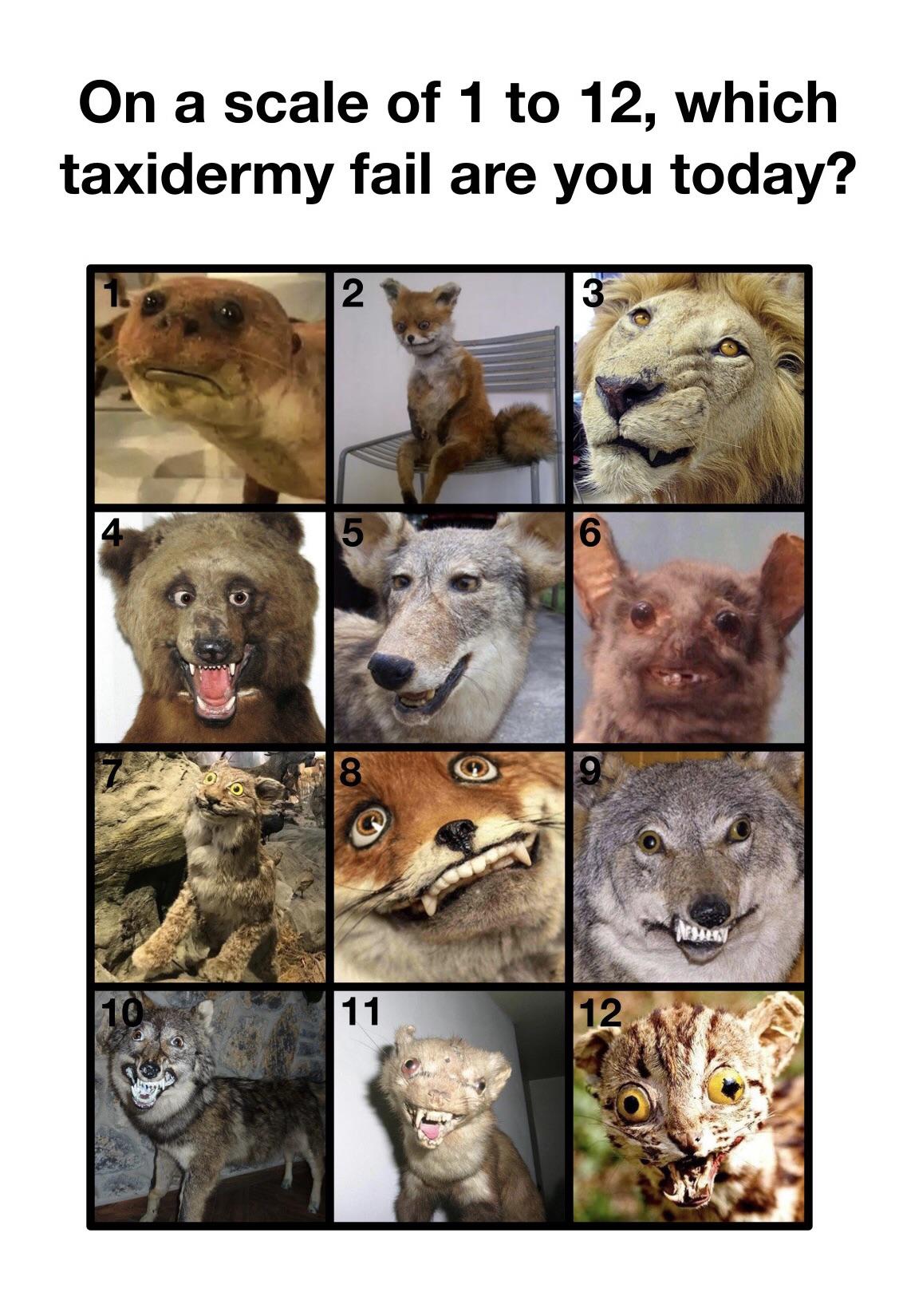 fauna - On a scale of 1 to 12, which taxidermy fail are you today? 2 3 5 6 8 0 10 11 12