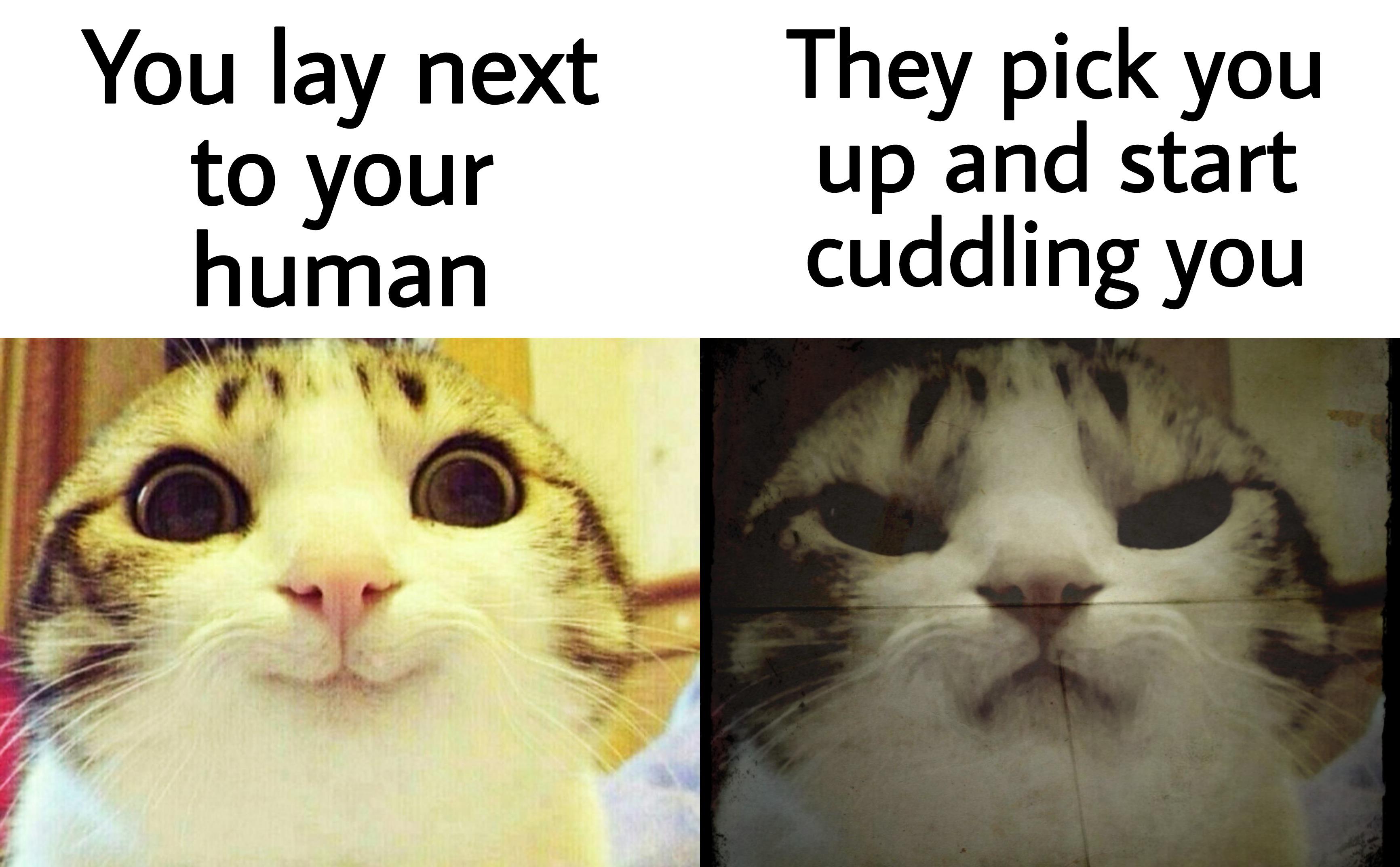 dank memes - german meme - They pick you You lay next to your human up and start cuddling you