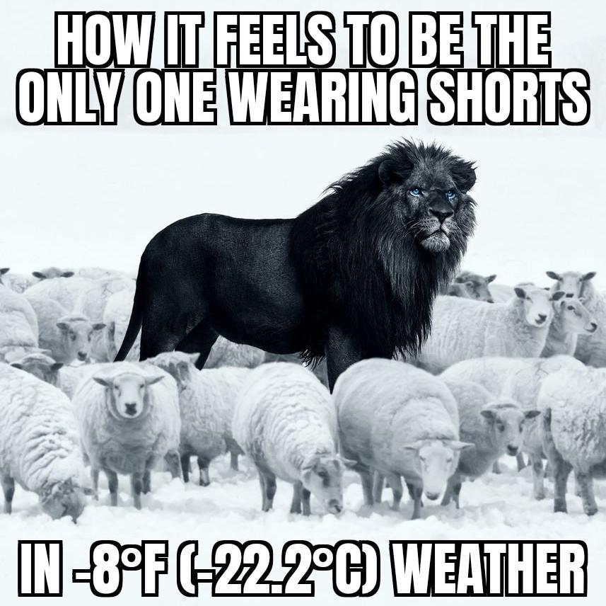 dank memes - lion sheep - How It Feels To Be The Only One Wearing Shorts In8F 22.2WEATHER
