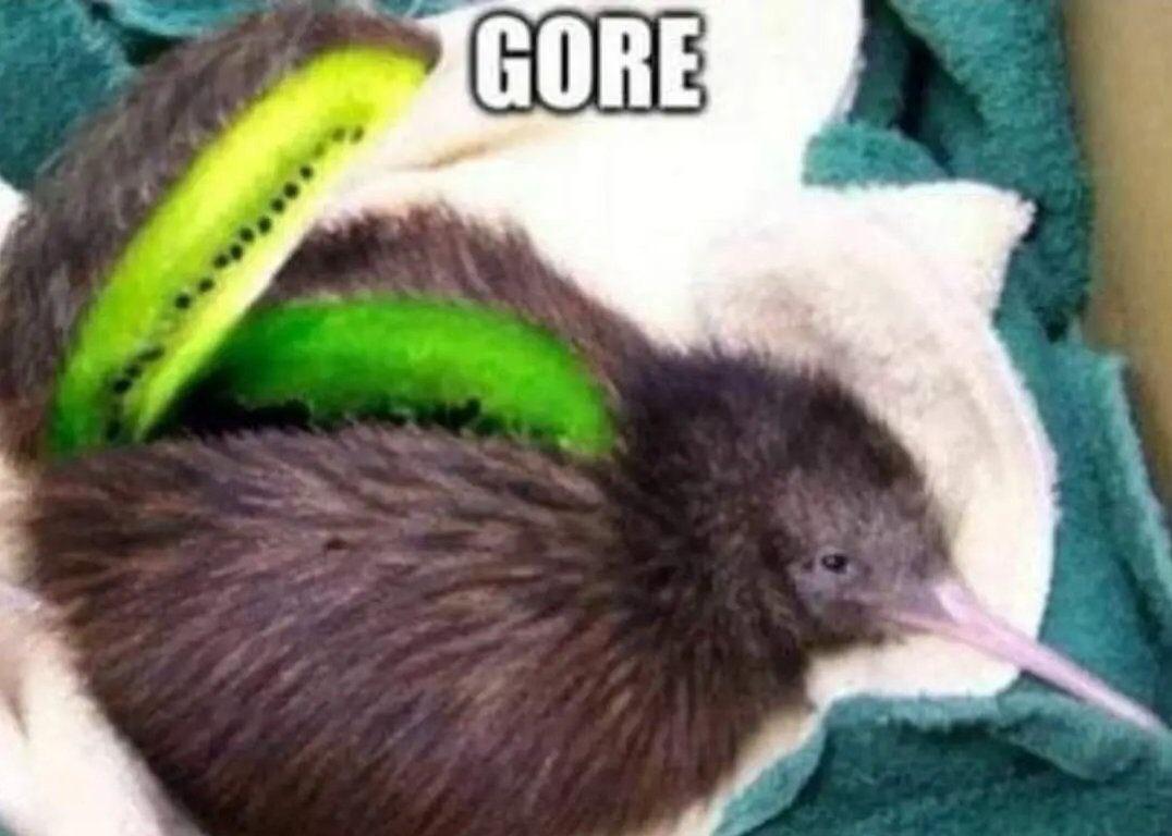 kiwi bird inside - Gore