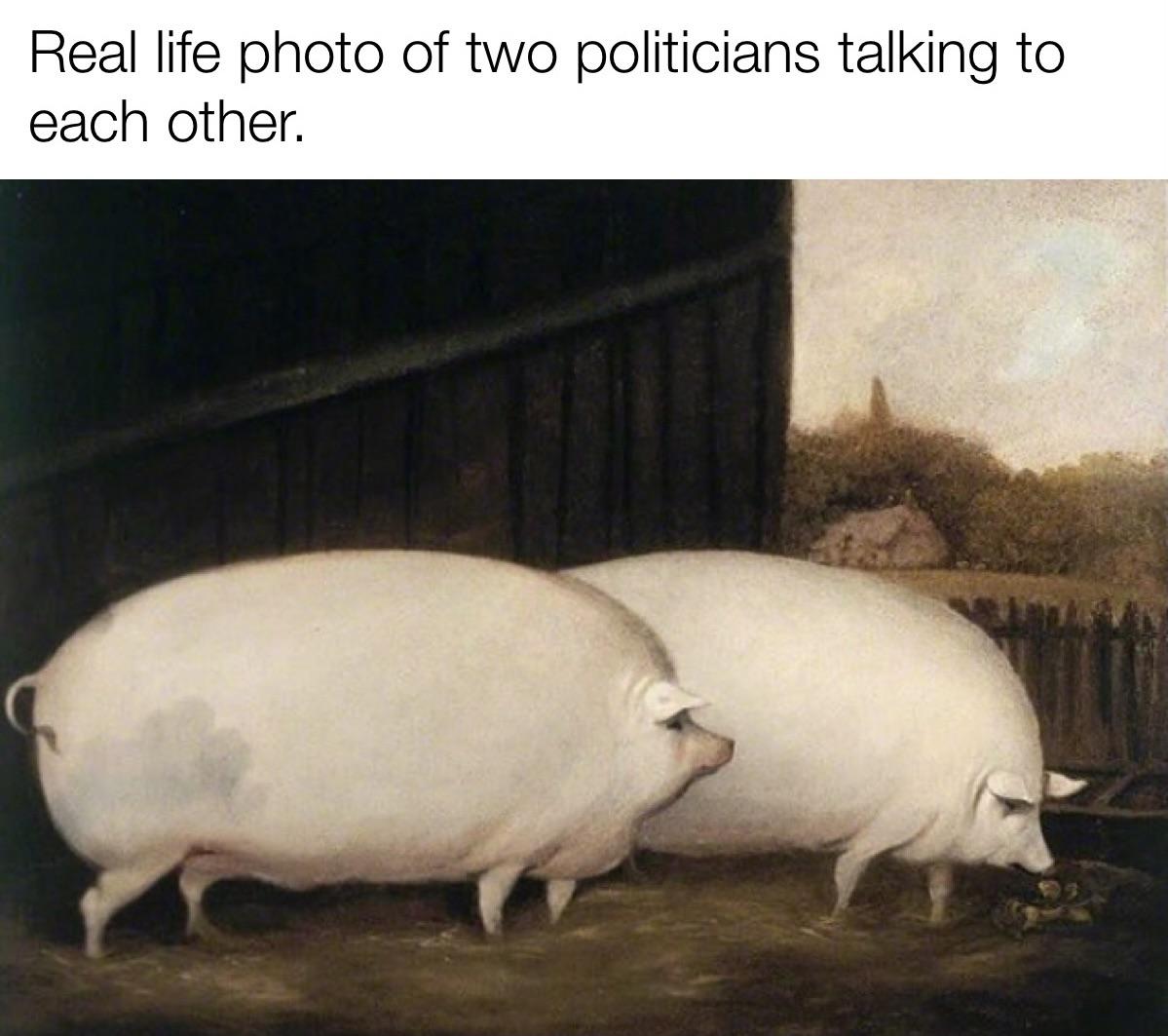 oats pig meme - Real life photo of two politicians talking to each other.